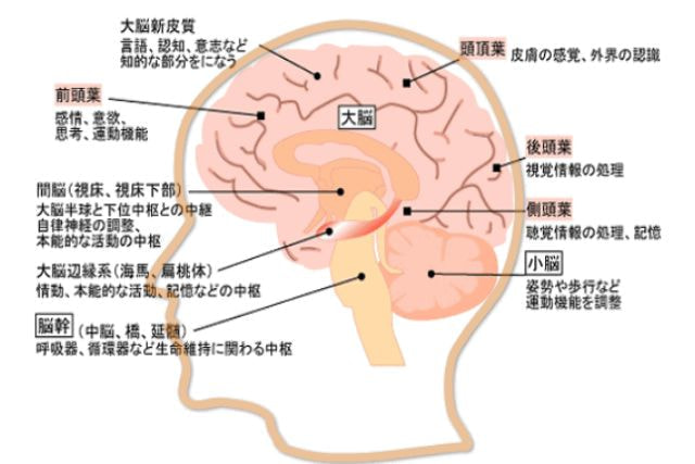 脳のイメージ
